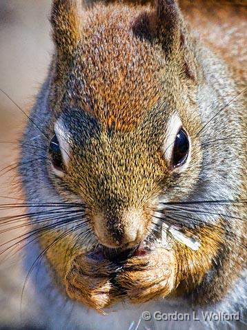 Red Squirrel Chowing Down_53079-80.jpg - American Red Squirrel (Tamiasciurus hudsonicus) photographed at Ottawa, Ontario - the capital of Canada.